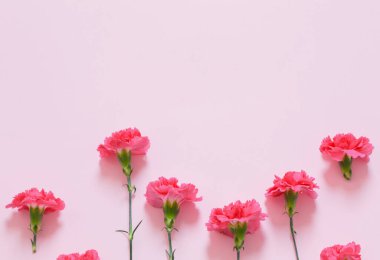 Pembe arka planda pembe karanfil çiçekleri