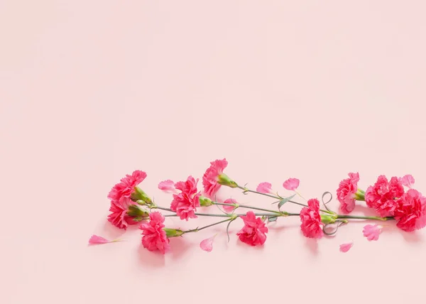 Flores Cravo Rosa Fundo Rosa — Fotografia de Stock