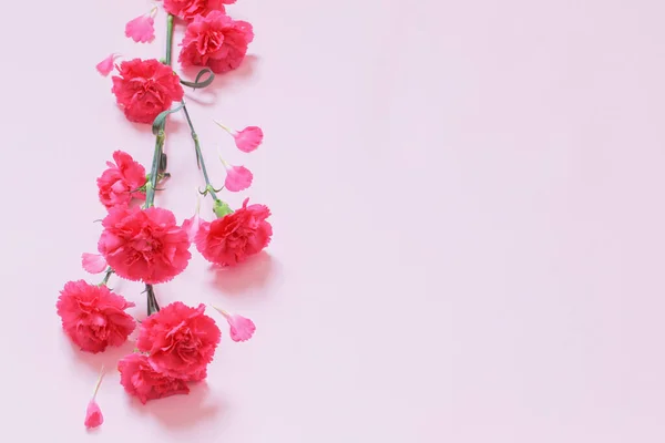 Rosa Nelkenblüten Auf Rosa Hintergrund — Stockfoto