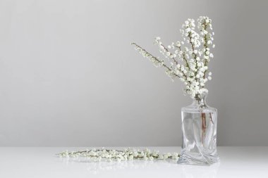 Beyaz arkaplanda cam vazoda beyaz bahar çiçekleri