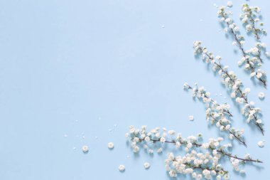 Mavi arkaplanda beyaz bahar çiçekleri