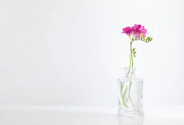 Rosafarbene Freesien Glasvase Auf Weißem Hintergrund — Stockfoto