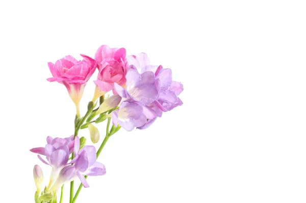 白い背景に隔離されたフリージアの花 — ストック写真