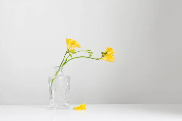 Жовта Фрезія Скляній Вазі Білому Тлі — стокове фото