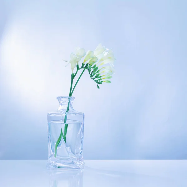 white freesia in glass vase on blue background