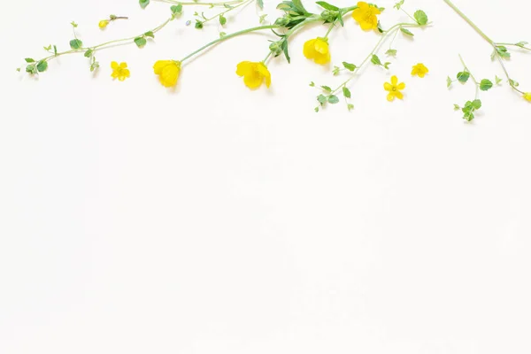 Κίτρινα Αγριολούλουδα Λευκό Φόντο — Φωτογραφία Αρχείου