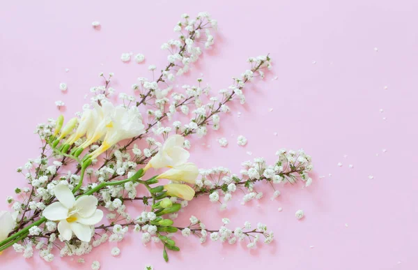 White Spring Flowers Pink Background — Stock Photo, Image