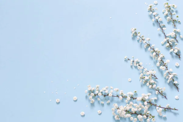 Białe Wiosenne Kwiaty Niebieskim Tle — Zdjęcie stockowe