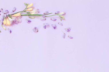 Morsalkım ve frezya çiçekleri mor arka planda