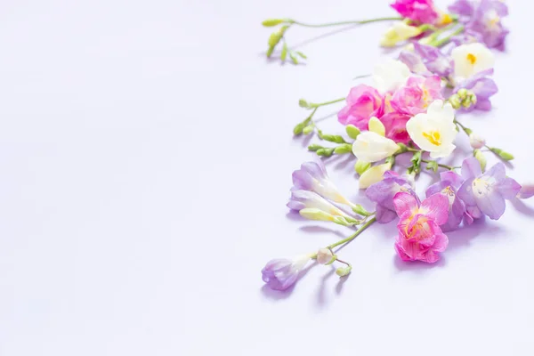 Flores Color Rosa Blanco Morado Sobre Fondo Morado Claro —  Fotos de Stock