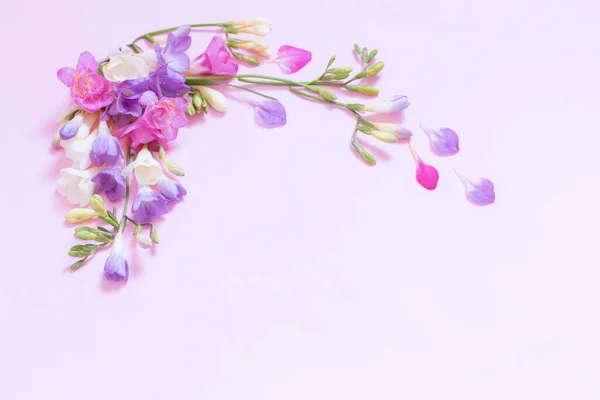 ピンクの背景に美しいフリージアの花 — ストック写真