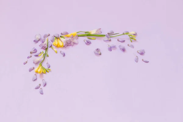 stock image wisteria and freesia flowers on purple background