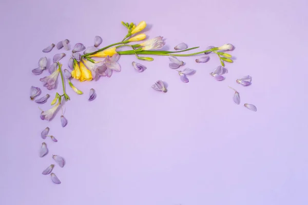 Wisteria Flores Freesia Sobre Fondo Púrpura — Foto de Stock