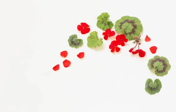 Frame Red Geranium White Background — Stock Photo, Image