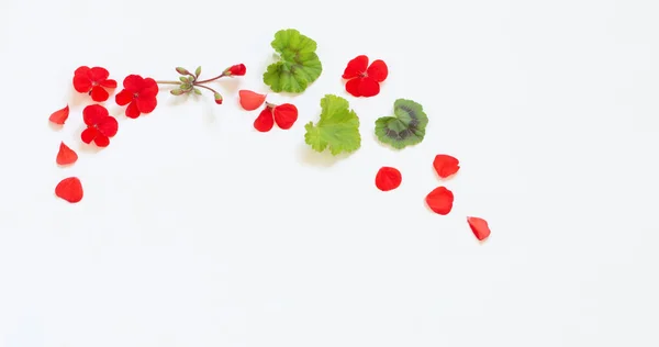 Cornice Geranio Rosso Sfondo Bianco — Foto Stock