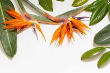 Cennet kuşu çiçek beyaz arka plan üzerinde