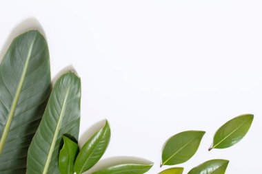 Beyaz arkaplanda tropik yeşil yapraklar