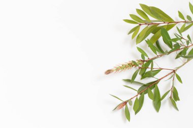 beyaz zemin üzerine yeşil yaprakları ile şube