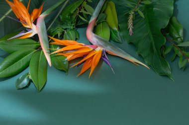 Yeşil arka planda tropikal egzotik çiçekler ve yapraklar