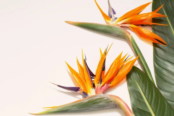 stock image bird of paradise flowers on white background