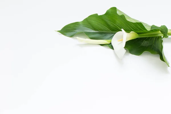 Weiße Calla Blume Auf Weißem Hintergrund — Stockfoto