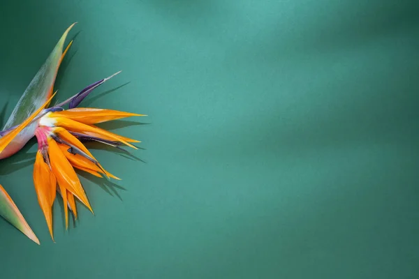 Помаранчеві Екзотичні Квіти Зеленому Фоні — стокове фото