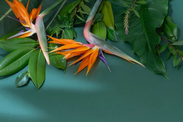 Flores Exóticas Tropicais Folhas Fundo Verde — Fotografia de Stock