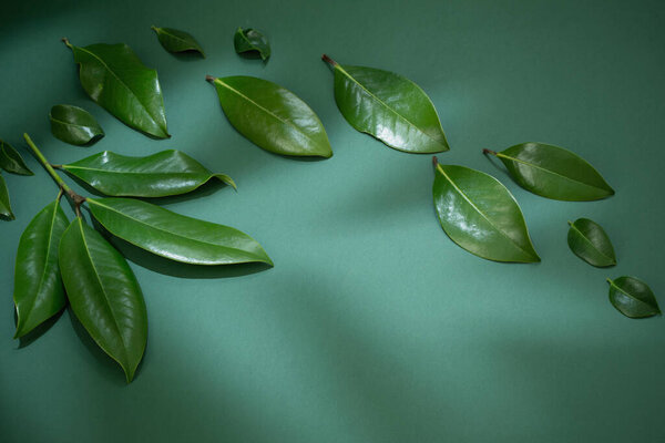 tropical green  leaves on green background