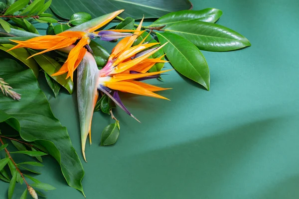 Flores Exóticas Tropicais Folhas Fundo Verde — Fotografia de Stock