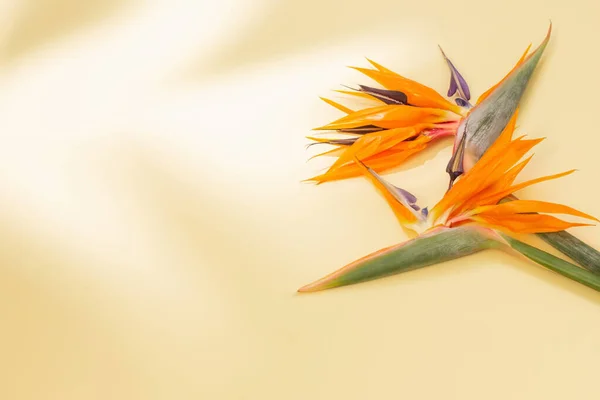 Fågel Paradiset Blommor Gul Bakgrund — Stockfoto