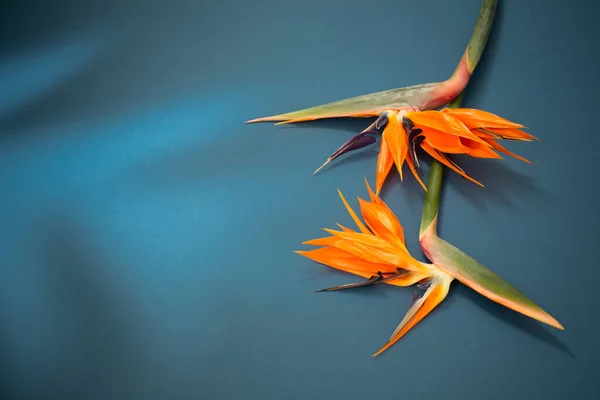 热带奇异的花朵和蓝色背景的叶子 — 图库照片