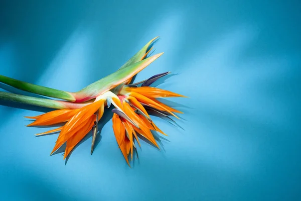 Tropische Exotische Bloemen Bladeren Blauwe Achtergrond — Stockfoto