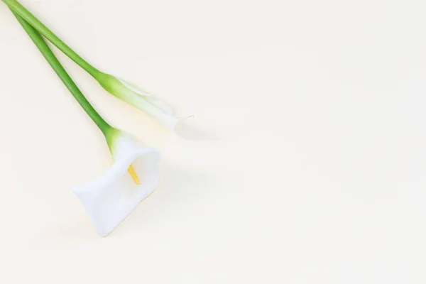 White Calla Flower Yellow Background — Stock Photo, Image