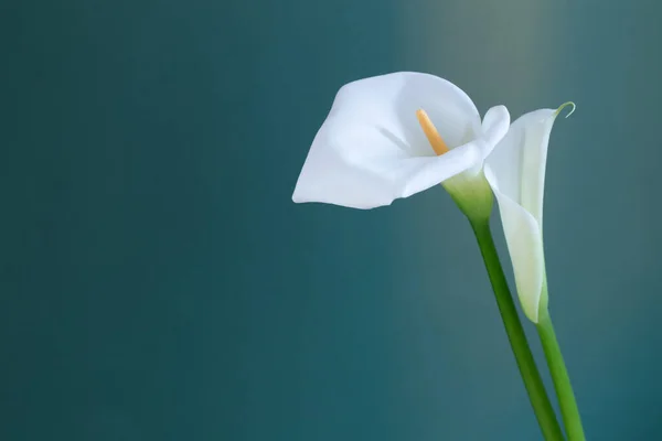 Дві Білі Красиві Квіти Зеленому Фоні — стокове фото