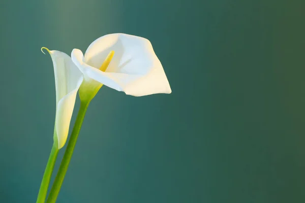 Két Fehér Gyönyörű Virágok Zöld Háttér — Stock Fotó