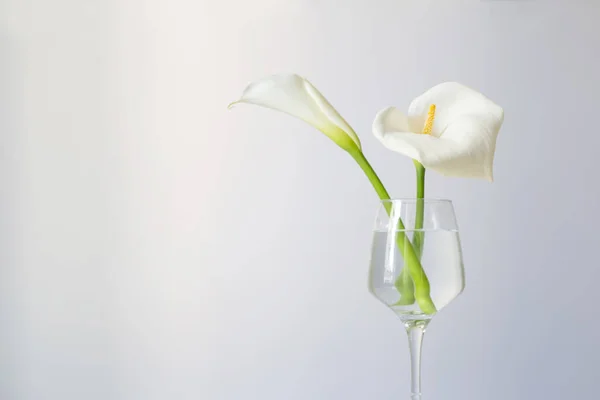 Calla Květiny Skle Bílém Pozadí — Stock fotografie