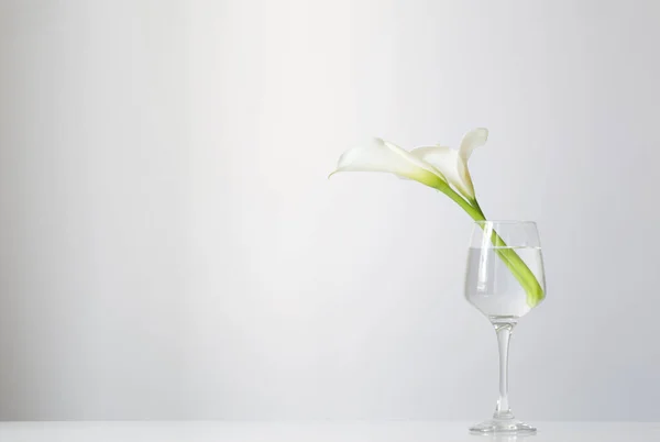 Fleurs Calla Verre Sur Fond Blanc — Photo