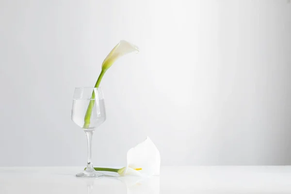 Calla Flowers Glass White Background — Stock Photo, Image
