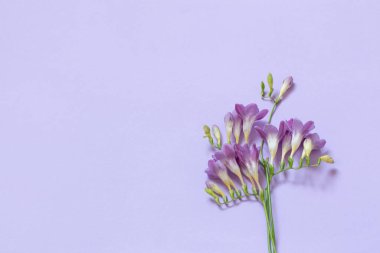 açık mor arkaplanda mor frezya