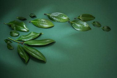 Yeşil arka planda tropikal yeşil yapraklar