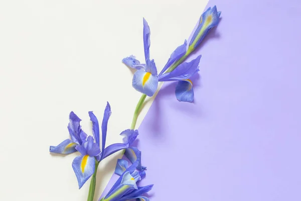 Iris Bleus Sur Fond Papier Violet Jaune — Photo