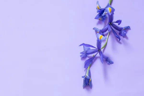 Голубые Радужки Фиолетовом Фоне Бумаги — стоковое фото