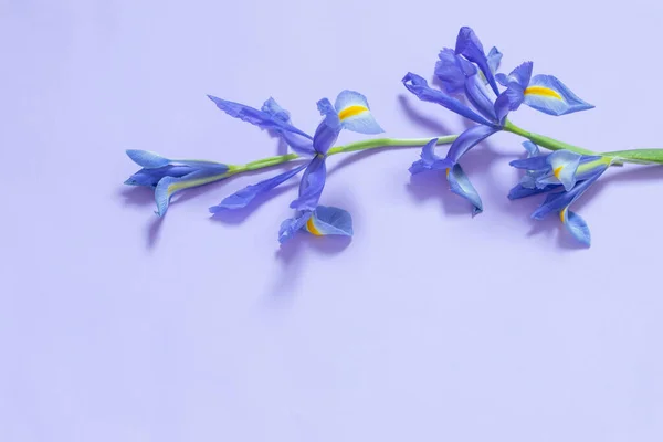 Iris Azules Sobre Fondo Papel Púrpura —  Fotos de Stock