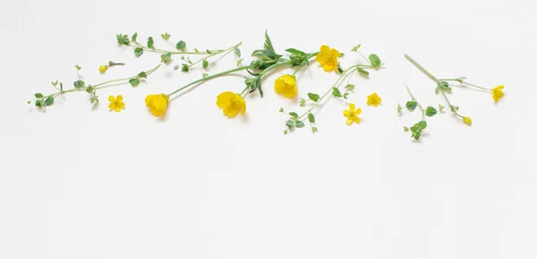 Sárga Vad Virágok Fehér Háttér — Stock Fotó