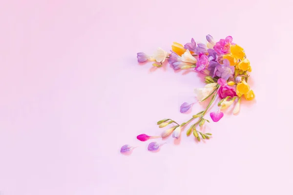 Schöne Freesia Blumen Auf Rosa Hintergrund — Stockfoto