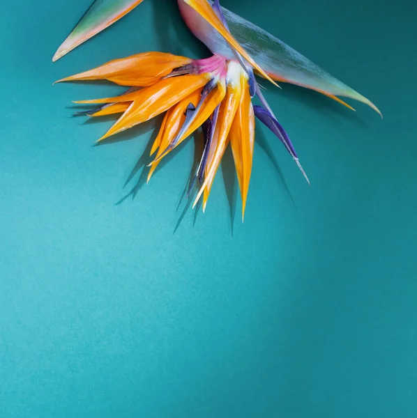Laranja Flores Exóticas Fundo Azul — Fotografia de Stock