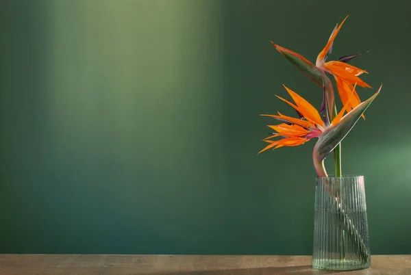 Paradiesvogel Blumen Vase Auf Grünem Hintergrund — Stockfoto