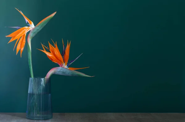Pássaro Paraíso Flores Vaso Fundo Verde — Fotografia de Stock