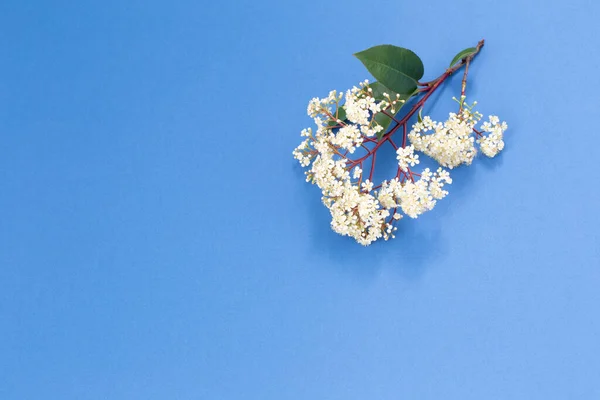 Wiosenne Kwiaty Bzu Niebieskim Tle — Zdjęcie stockowe