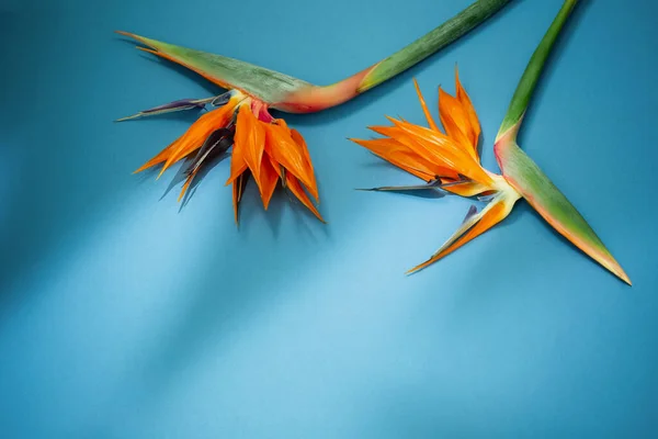 Tropikalne Egzotyczne Kwiaty Liście Niebieskim Tle — Zdjęcie stockowe